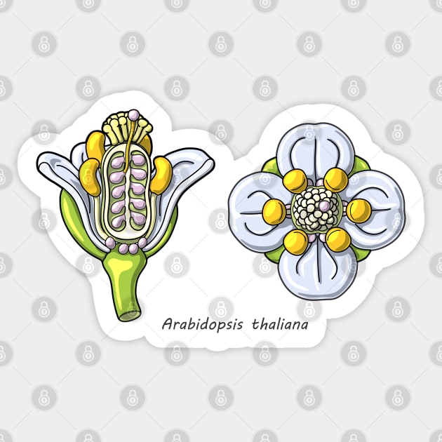 Arabidopsis thaliana Flower Illustration Sticker by taylorcustom